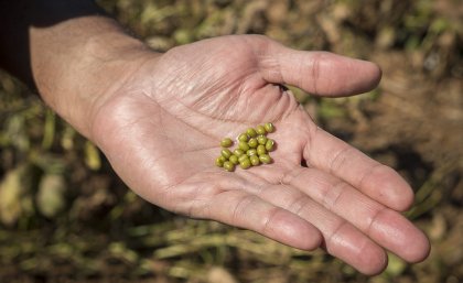 Man's hand holding quantity of mungbean, green in colour 